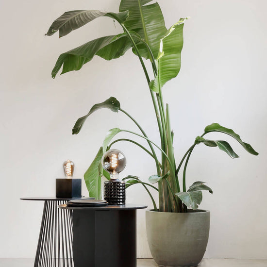  Calex Globe G125 Titanium curly / 4 Watt E27