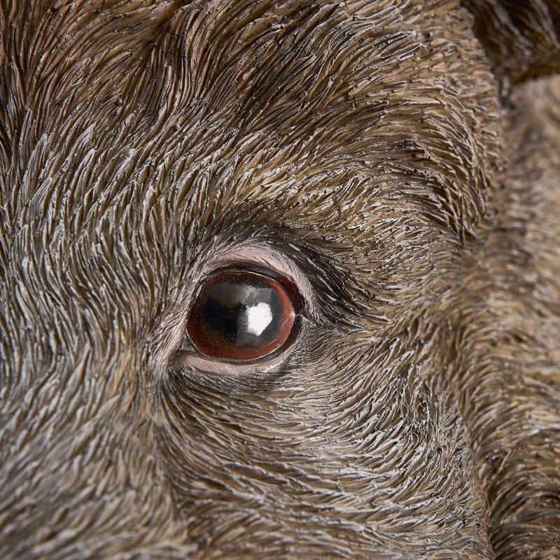 Auge des Wildschweins Willy, Nahaufnahme